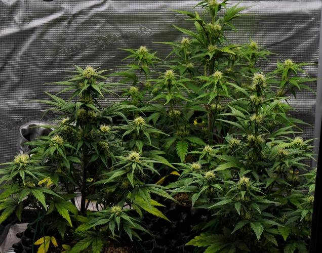 Skywalker OG Runtz/Gelato ✮✮✮. Week 6 - Day 38