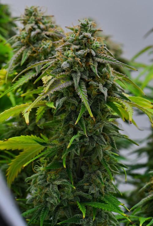 Strawberry Cake Auto | Ganja Farmer. Week 12 - Day 79