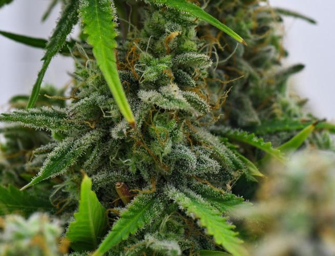 Strawberry Cake Auto | Ganja Farmer. Week 12 - Day 79