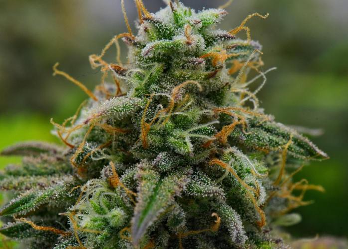 Strawberry Cake Auto | Ganja Farmer. Week 12 - Day 79