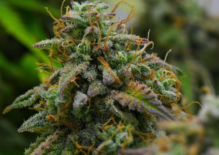 Strawberry Cake Auto | Ganja Farmer. Week 12 - Day 79