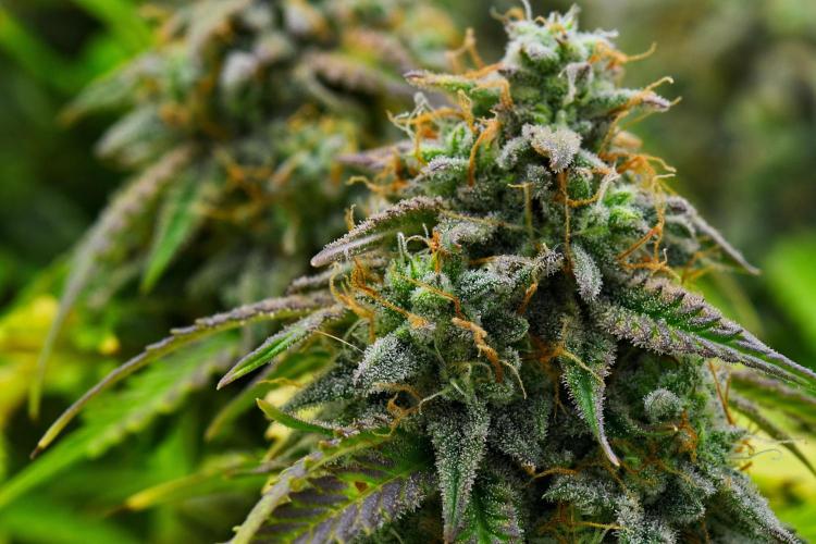 Strawberry Cake Auto | Ganja Farmer. Week 12 - Day 79