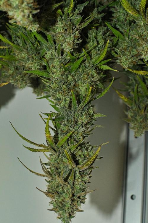 Strawberry Cake Auto | Ganja Farmer. Week 13 - Day 80