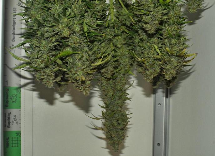 Strawberry Cake Auto | Ganja Farmer. Week 13 - Day 80