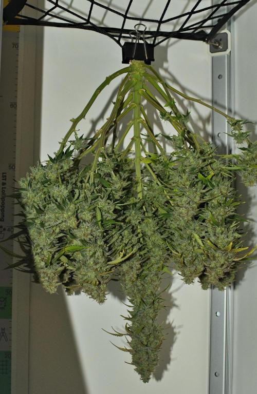 Strawberry Cake Auto | Ganja Farmer. Week 13 - Day 80