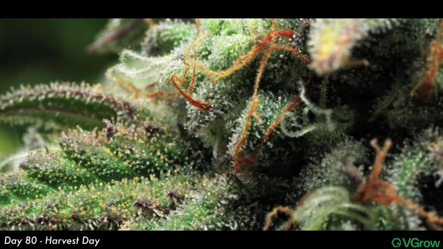 Strawberry Cake Auto | Ganja Farmer