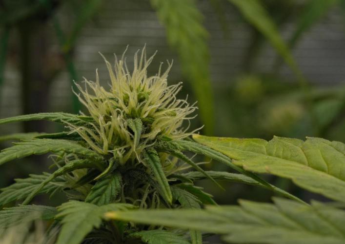 Skywalker OG Runtz/Gelato ✮✮✮. Week 6 - Day 40
Runtz XL