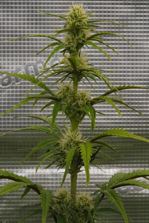 Skywalker OG Runtz/Gelato ✮✮✮. Week 6 - Day 40
Runtz XL