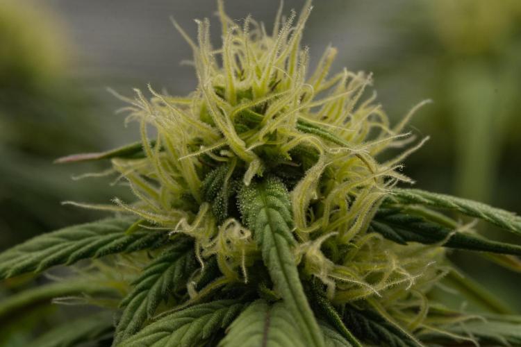 Skywalker OG Runtz/Gelato ✮✮✮. Week 6 - Day 40
Gelato