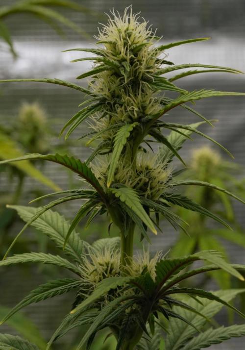 Skywalker OG Runtz/Gelato ✮✮✮. Week 6 - Day 40
Runtz XL