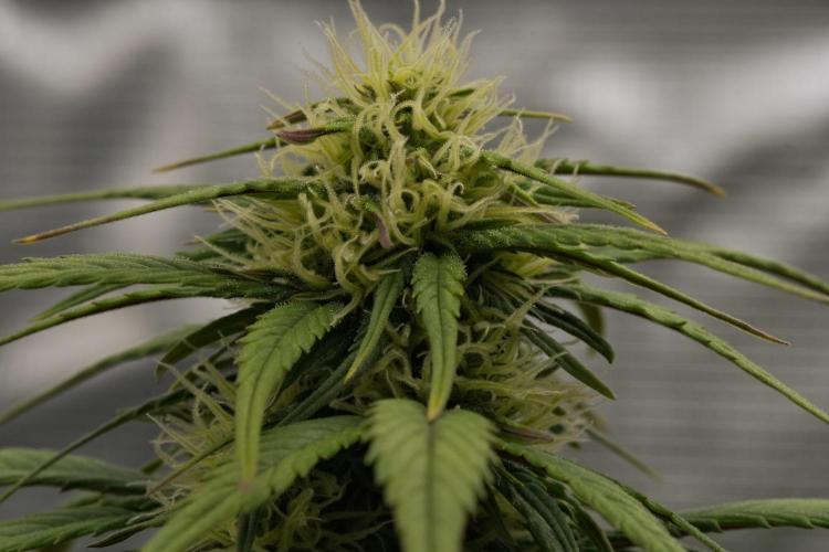 Skywalker OG Runtz/Gelato ✮✮✮. Week 6 - Day 40
Gelato