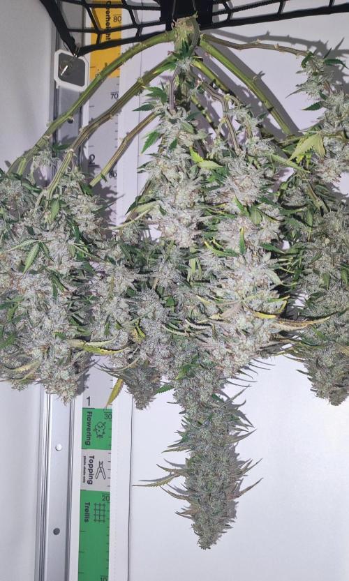 Strawberry Cake Auto | Ganja Farmer. Week 13 - Phone flash for some frosty shot