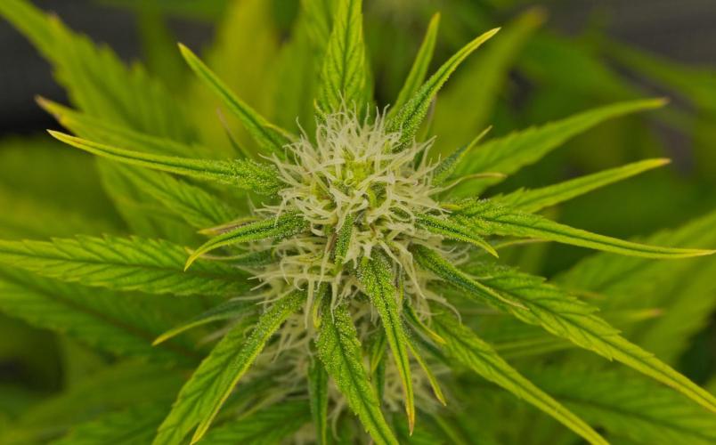 Skywalker OG Runtz/Gelato ✮✮✮. Week 6 - Day 41
Runtz XL