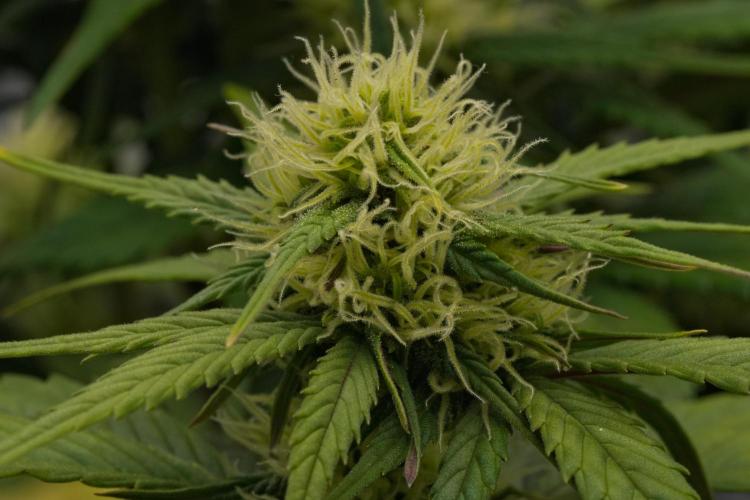 Skywalker OG Runtz/Gelato ✮✮✮. Week 6 - Day 41
Gelato