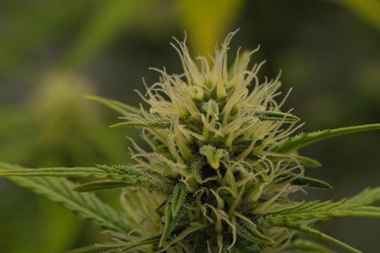 Skywalker OG Runtz/Gelato ✮✮✮. Week 6 - Day 41
Runtz XL