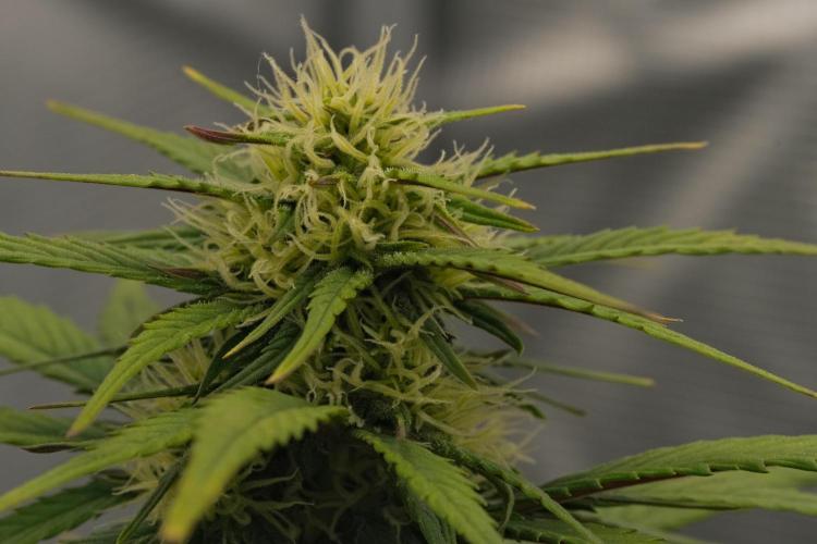 Skywalker OG Runtz/Gelato ✮✮✮. Week 6 - Day 41
Gelato