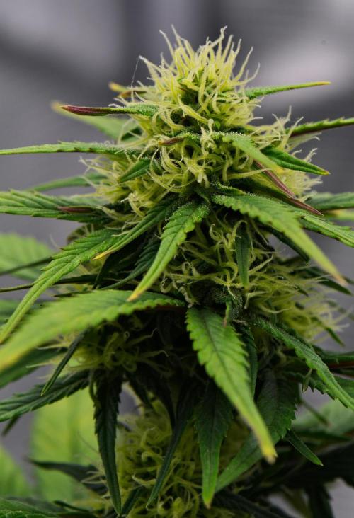 Skywalker OG Runtz/Gelato ✮✮✮. Week 7 - Day 43
Gelato