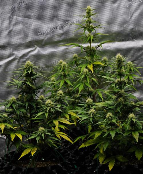 Skywalker OG Runtz/Gelato ✮✮✮. Week 7 - Day 43