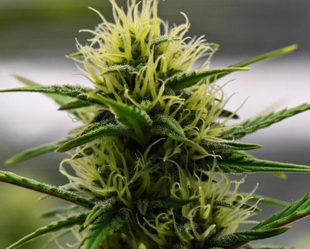 Skywalker OG Runtz/Gelato ✮✮✮. Week 7 - Day 43
Runtz XL