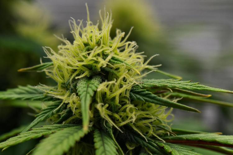 Skywalker OG Runtz/Gelato ✮✮✮. Week 7 - Day 43
Gelato