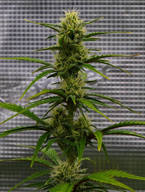 Skywalker OG Runtz/Gelato ✮✮✮. Week 7 - Day 43
Runtz XL