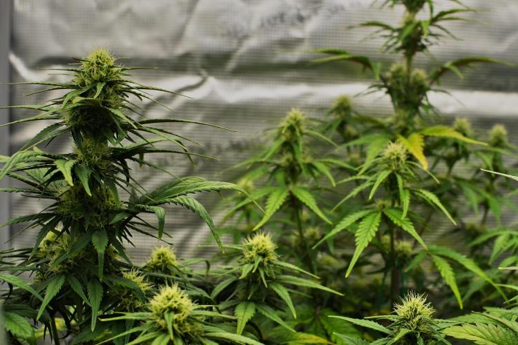 Skywalker OG Runtz/Gelato ✮✮✮. Week 7 - Day 43
Gelato