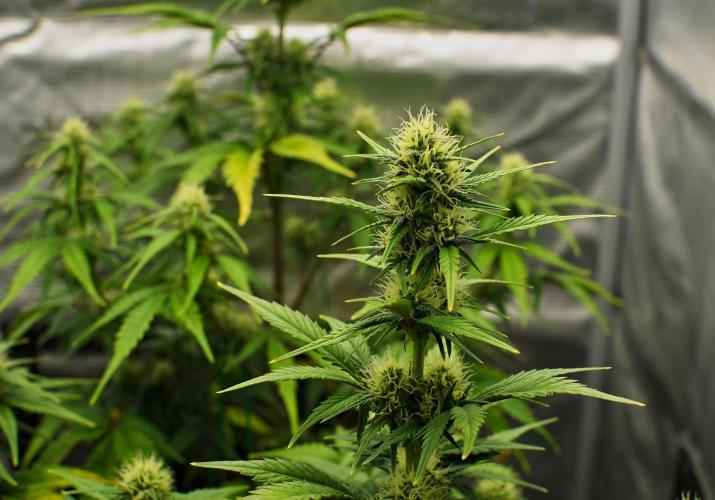 Skywalker OG Runtz/Gelato ✮✮✮. Week 7 - Day 43
Runtz XL