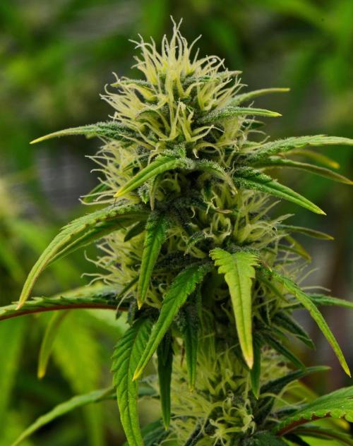 Skywalker OG Runtz/Gelato ✮✮✮. Week 7 - Day 44
Runtz XL