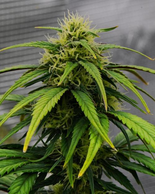 Skywalker OG Runtz/Gelato ✮✮✮. Week 7 - Day 44
Gelato