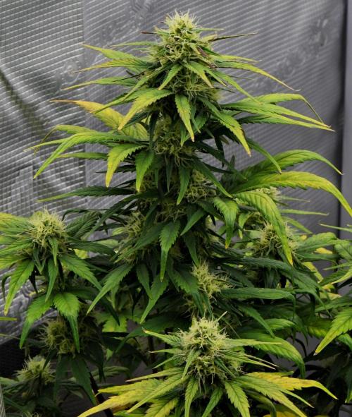 Skywalker OG Runtz/Gelato ✮✮✮. Week 7 - Day 46
Gelato