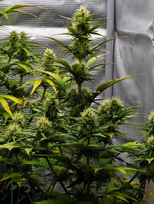 Skywalker OG Runtz/Gelato ✮✮✮. Week 7 - Day 46
Runtz XL