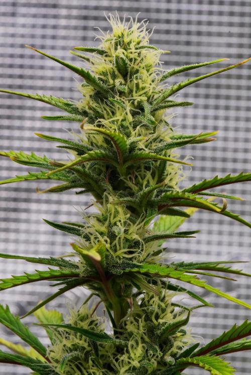 Skywalker OG Runtz/Gelato ✮✮✮. Week 7 - Day 46
Runtz XL