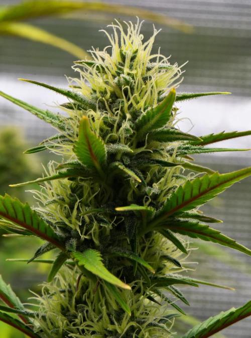 Skywalker OG Runtz/Gelato ✮✮✮. Week 7 - Day 46
Runtz XL