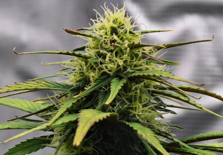 Skywalker OG Runtz/Gelato ✮✮✮. Week 7 - Day 46
Gelato