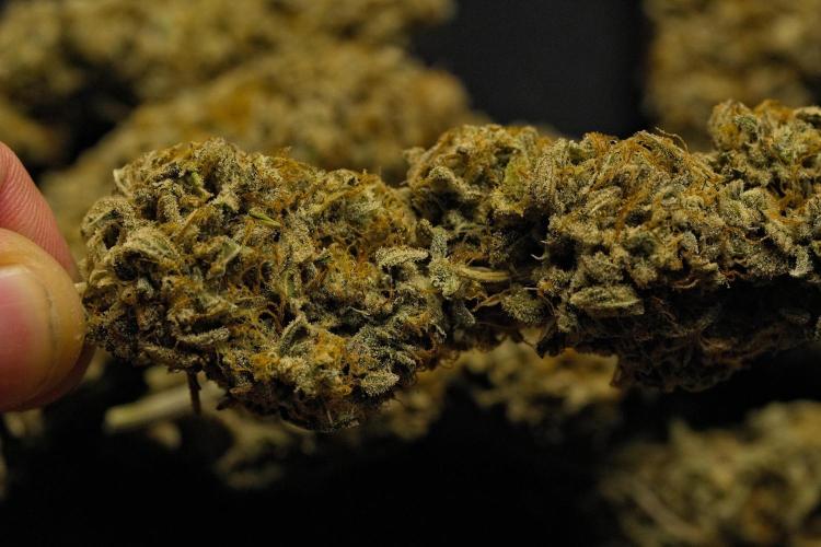 Strawberry Cake Auto | Ganja Farmer. Week 13