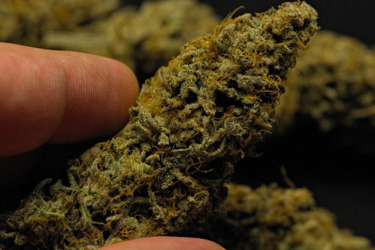 Strawberry Cake Auto | Ganja Farmer. Week 13