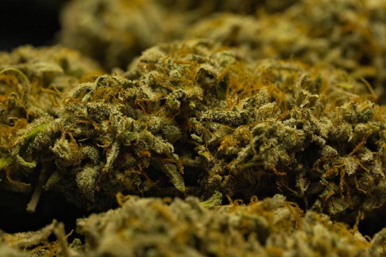 Strawberry Cake Auto | Ganja Farmer. Week 13