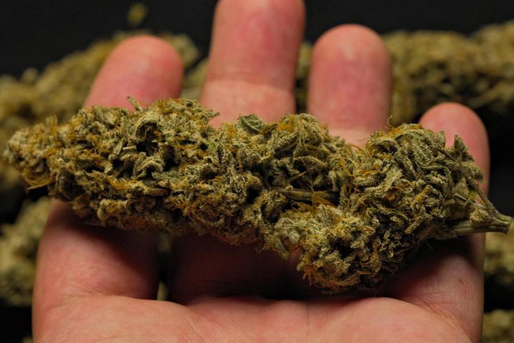 Strawberry Cake Auto | Ganja Farmer. Week 13