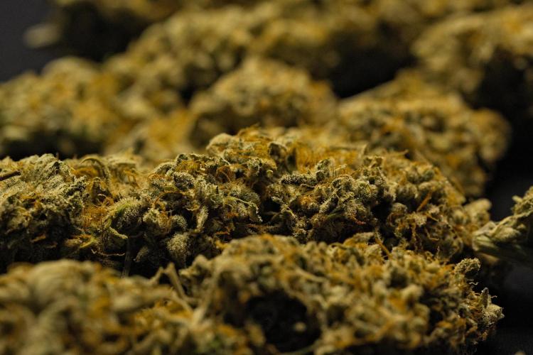 Strawberry Cake Auto | Ganja Farmer. Week 13