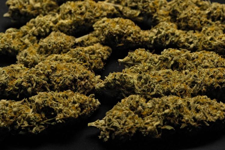 Strawberry Cake Auto | Ganja Farmer. Week 13