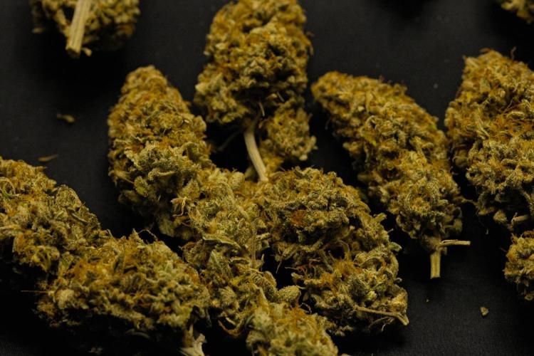 Strawberry Cake Auto | Ganja Farmer. Week 13