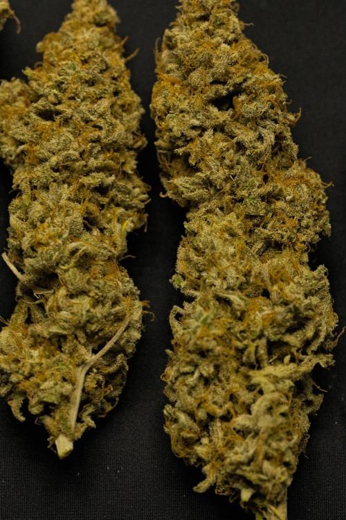 Strawberry Cake Auto | Ganja Farmer. Week 13