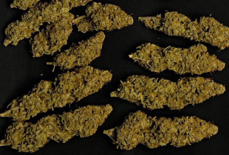 Strawberry Cake Auto | Ganja Farmer. Week 13