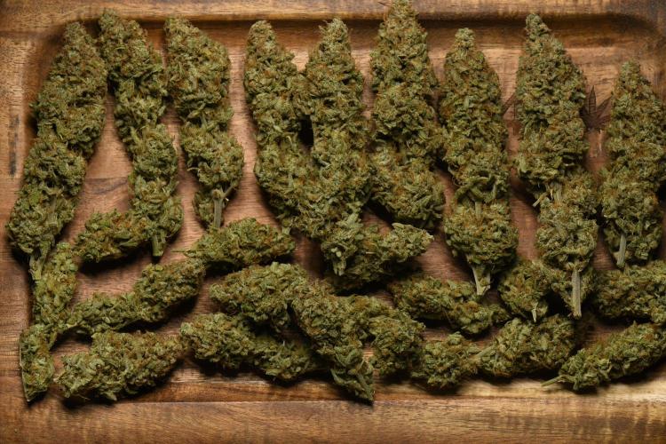 Strawberry Cake Auto | Ganja Farmer. Week 13