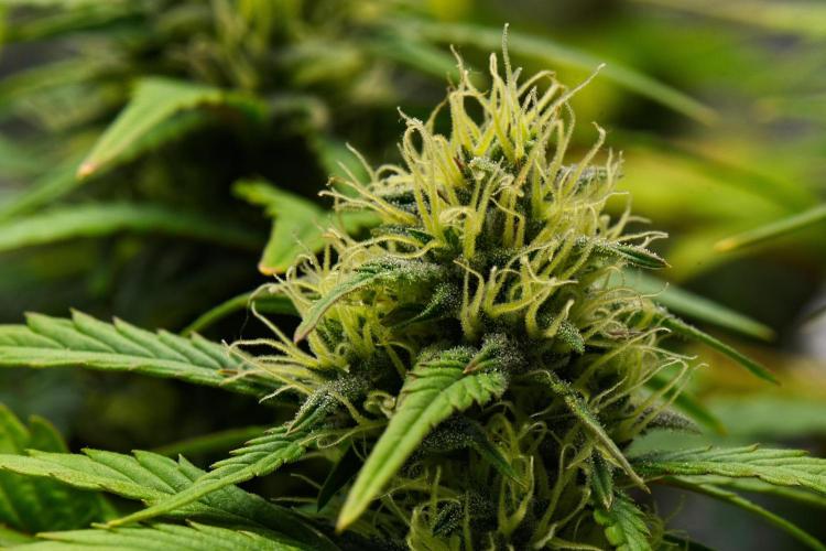 Skywalker OG Runtz/Gelato ✮✮✮. Week 8 - Day 50
Runtz XL