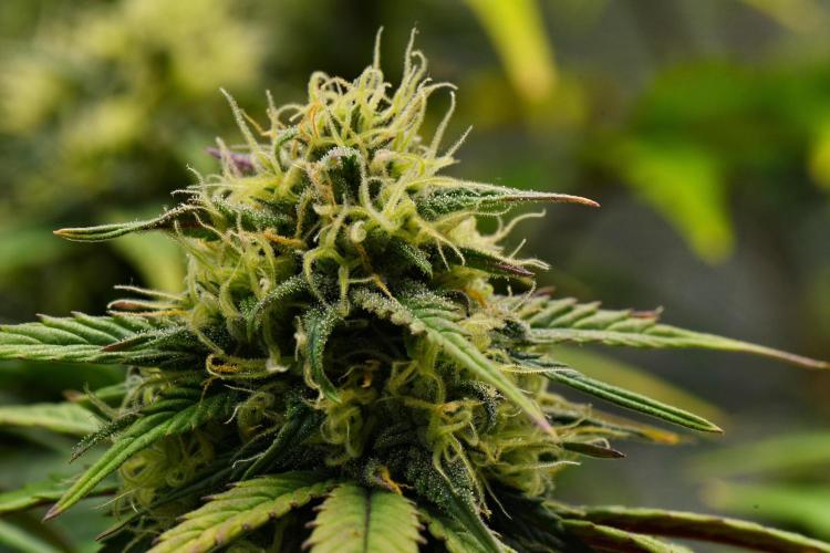 Skywalker OG Runtz/Gelato ✮✮✮. Week 8 - Day 50
Gelato