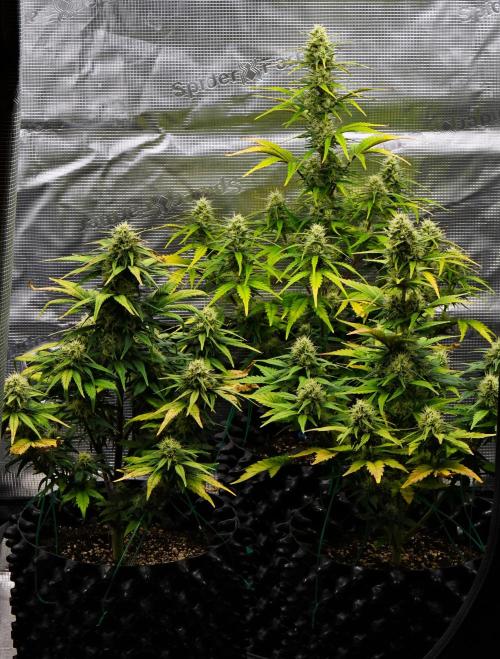 Skywalker OG Runtz/Gelato ✮✮✮. Week 8 - Day 50
