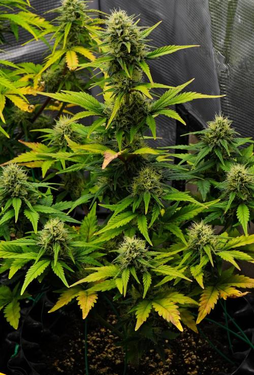 Skywalker OG Runtz/Gelato ✮✮✮. Week 8 - Day 50
Runtz XL