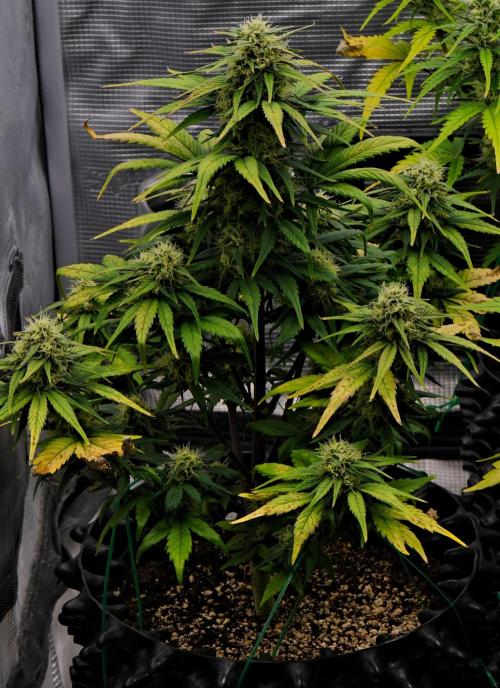 Skywalker OG Runtz/Gelato ✮✮✮. Week 8 - Day 50
Gelato