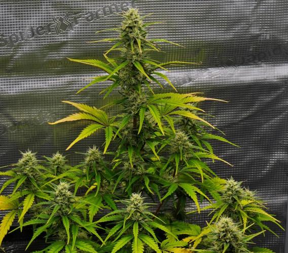 Skywalker OG Runtz/Gelato ✮✮✮. Week 8 - Day 50
Runtz XL